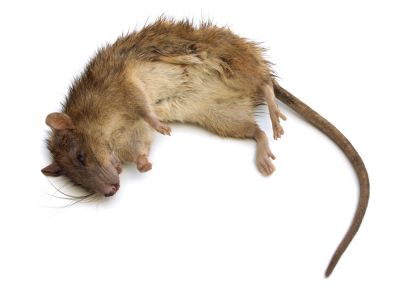Remove Dead Rodents!