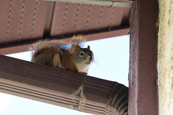 Wildlife Removal Service