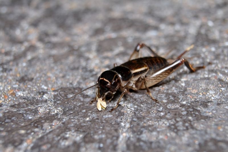 Cricket Control Service in Rockwall, TX