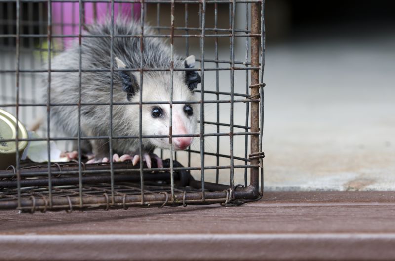 Dead Animal Pick Up Services — Cost of Dead Animal Pick Up