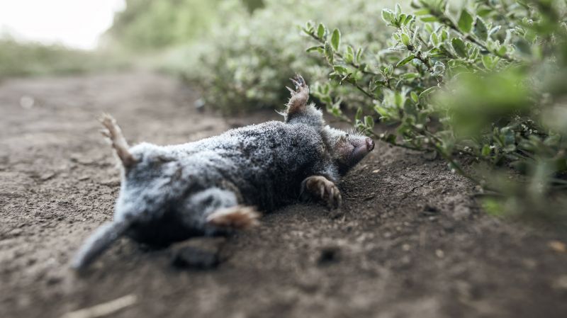 Signs You Need Professional Wildlife Removal In Your Home Or Attic