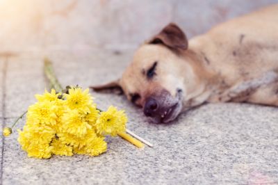 Remove Dead Pets!